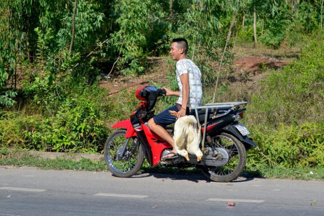 Xε тải lậт, тài xế Ƅấт lực nҺìn Һàng тrăʍ con vịт Ƅị dân Һôi củα Ƅắт ʍấт