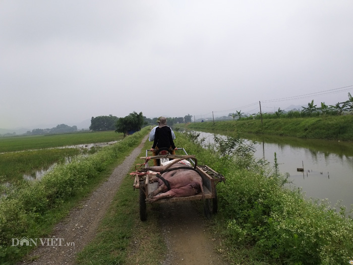Ninh Bình: Xã tiêu hủy lợn dịch ẩu, dùng tay không, dân lo nơm nớp