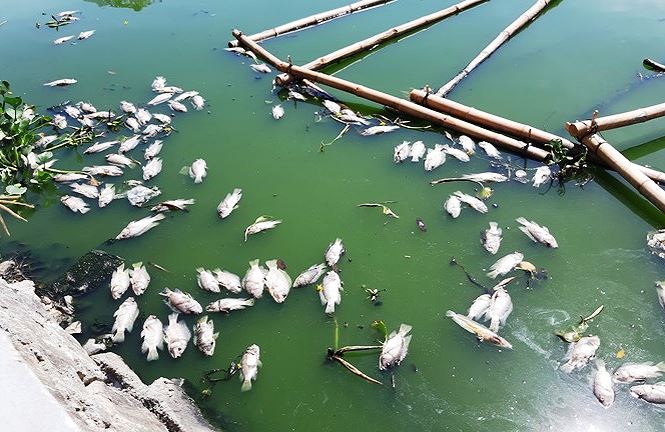Cá chết nổi trắng hồ ở Đà Nẵng do nắng nóng kéo dài